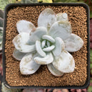 Echeveria 'Laui' 2"-3" Powdery Succulent Plant