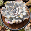 Echeveria 'Crispate Beauty' 3"-4" Succulent Plant