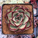 Echeveria Agavoides 'Supermartin' 3" Succulent Plant