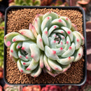 Echeveria 'Shimoyama' 2" Succulent Plant