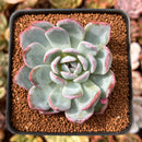 Echeveria 'Red Powder' 2" Powdery Succulent Plant