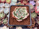 Echeveria 'Epley' 2" New Hybrid Succulent Plant