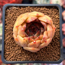 Echeveria Agavoides 'Volare' 2" Succulent Plant