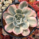 Echeveria 'Secunda' Variegated 4" Succulent Plant