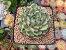 Echeveria Agavoides 'Black Cat' 3"-4" Succulent Plant