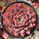 Echeveria Agavoides 'Poem' 5" Succulent Plant