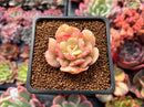 Echeveria 'Blade Runner' 1" Succulent Plant