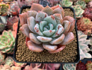 Echeveria 'Giant Purple' 3" Powdery Succulent Plant