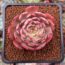 Echeveria 'Zeta' 1" Succulent Plant