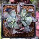 Echeveria 'Blue Spur' 2" Cluster Succulent Plant