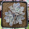 Echeveria 'Linda Jean' 2" Cluster Succulent Plant