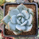 Echeveria 'Trumso' 1"-2" Powdery Succulent Plant