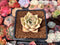 Echeveria 'Lilacina' x 'Rubin' Hybrid 1"-2" Succulent Plant