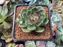 Echeveria Agavoides 'Black Queen' Hybrid 2" Succulent Plant