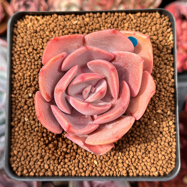 Echeveria 'Dusty Rose' 2" Succulent Plant