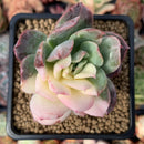 Echeveria 'Bradburiana' Variegated 3" Succulent Plant