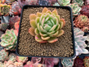 Echeveria Agavoides 'Raja' 3"-4" Succulent Plant