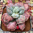 Echeveria 'Linguas' 4"-5" Large Cluster Succulent Plant