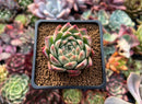 Echeveria 'Red Mill' 2" Seed-grown New Hybrid Succulent Plant