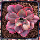 Echeveria 'Minigosaong' Variegated 3"-4" Succulent Plant