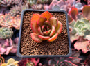Echeveria Agavoides 'Salu' 1" Succulent Plant