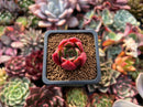Echeveria Agavoides 'Callister' 1" Succulent Plant