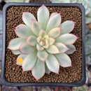 Echeveria 'Mebina' Variegated 2" Succulent Plant