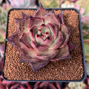 Echeveria Agavoides 'Red Ebony' 2" Succulent Plant