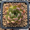 Echeveria Agavoides sp. 1" Succulent Plant