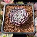 Echeveria 'Pink Zaragoza' 1" Succulent Plant