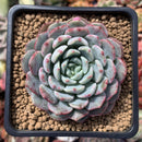 Echeveria 'Raffine' 3" Powdery Succulent Plant