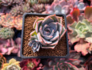 Echeveria 'Steel Heart' 1" Succulent Plant