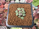 Conophytum sp. 1" Succulent Plant