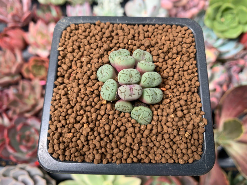 conophytum pageae succulent Conophytum sp. 1" Succulent Plant