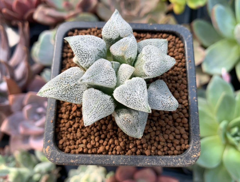 Haworthia Pygmaea 'Snow Ball' 1