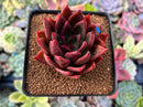 Echeveria Agavoides 'Victorator' 3" New Hybrid Succulent Plant