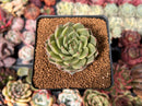Echeveria 'Silver Ebony' 2" Succulent Plant
