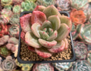 Echeveria 'Pink Champaign' 3" Succulent Plant