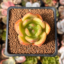 Echeveria 'Rainbow Charlotte' 1" Succulent Plant