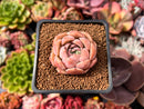 Echeveria 'Escar' 1" Succulent Plant