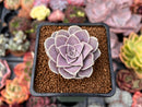 Echeveria Diffractens 1" Succulent Plant
