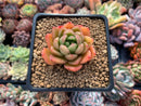 Echeveria Agavoides 'Cagliari' 1" Succulent Plant