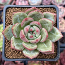 Echeveria 'White Champaign' 2" Succulent Plant