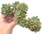 Pachyveria cv 'Paradoxa' Extra Large Crested Cluster 10"+ Rare Succulent Plant