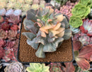 Echeveria 'Cubic Frost' Variegated 3" Succulent Plant