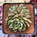 Echeveria Agavoides 'Sarabony' 3" Cluster Succulent Plant