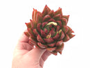 Echeveria Agavoides Red Maria Hybrid 4” Rare Succulent Plant