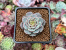 Echeveria 'Pinot Gris' 1"-2" Succulent Plant