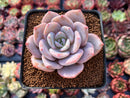 Echeveria 'La Bamba' 2" Succulent Plant
