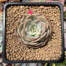 Echeveria 'Fun Queen' 1"-2" Succulent Plant